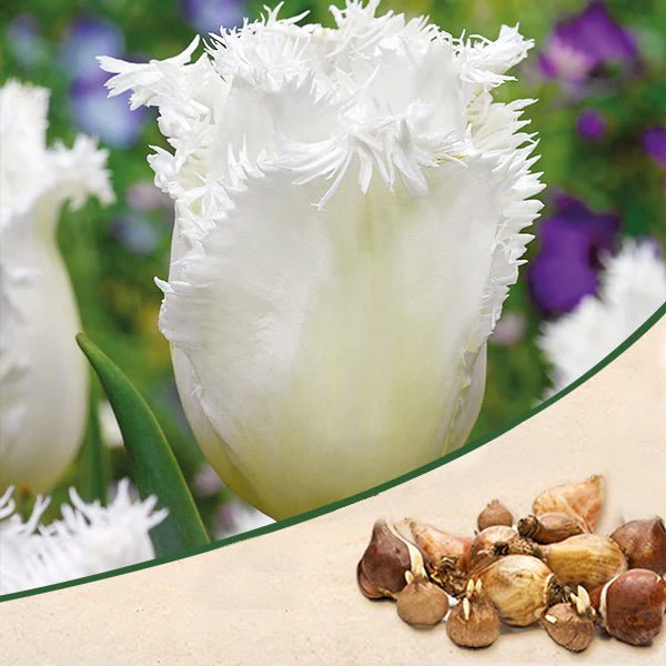 Tulip Honeymoon (White) - Bulbs (set of 5)