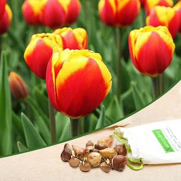 Tulip Jan Seignette (Yellow, Pink) - Bulbs (set of 5)