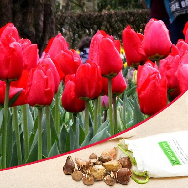Tulip Parade (Red) - Bulbs (set of 5)