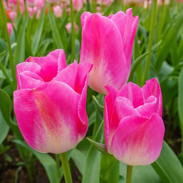 Tulip Dynasty (Pink, White) - Bulbs