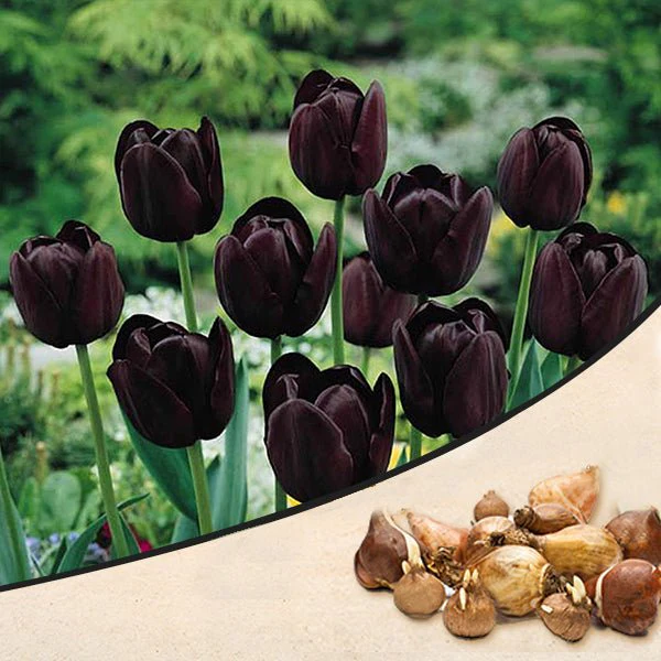 Tulip Queen of the night (Black) - Bulbs (set of 5)