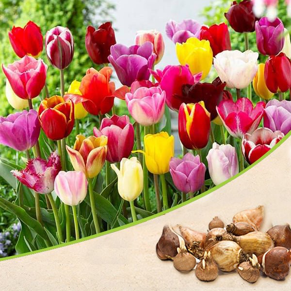 Tulip (Random Color) - Bulbs