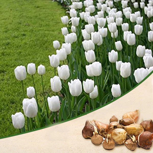Tulip Royal Virgin (White) - Bulbs