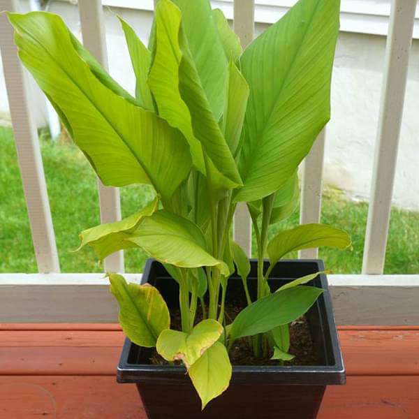 Turmeric, Haldi Plant, Curcuma longa - Plant