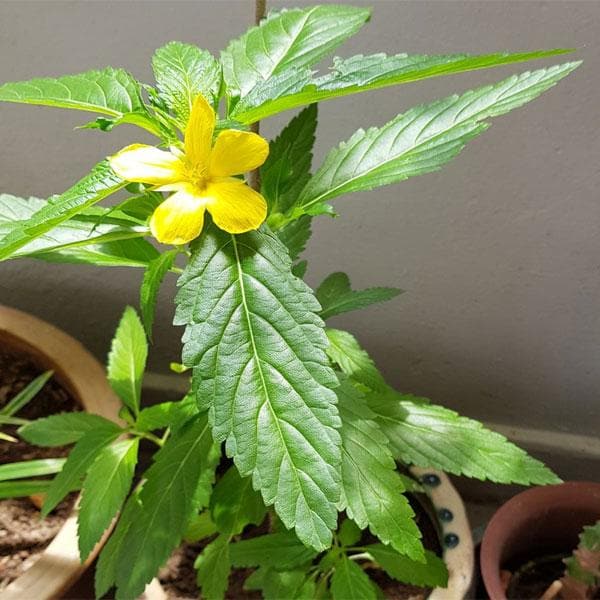 Turnera Ulmifolia, Sage Rose (Yellow) - Plant