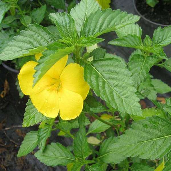 Turnera Ulmifolia, Sage Rose (Yellow) - Plant - Image 2
