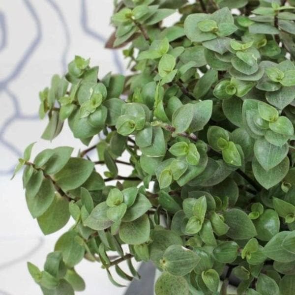 Turtle vine, Callisia repens - Plant - Image 2
