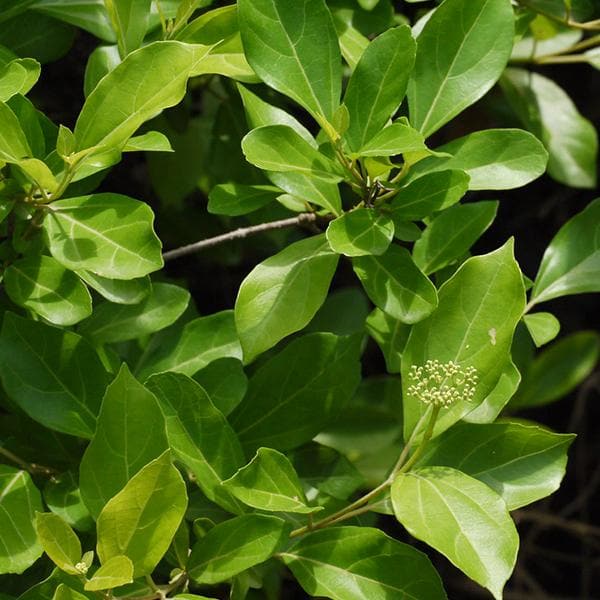 Vaijayanti - Plant