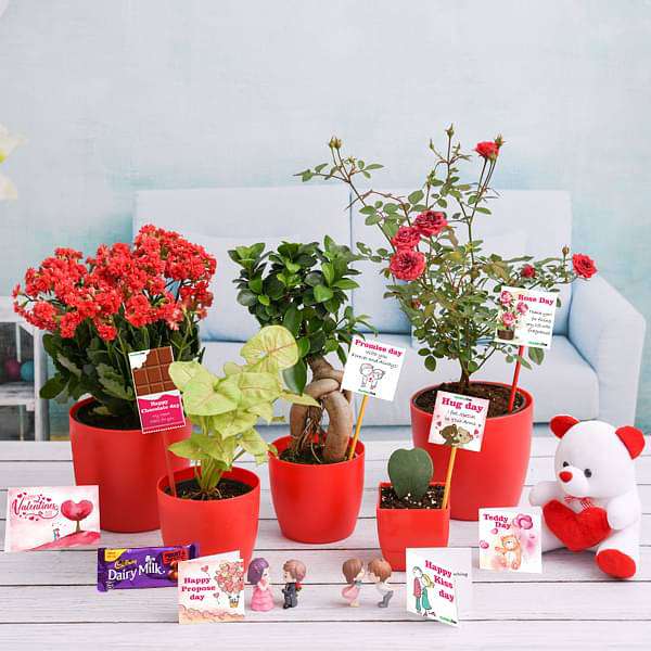 Valentine Week Gift Combo