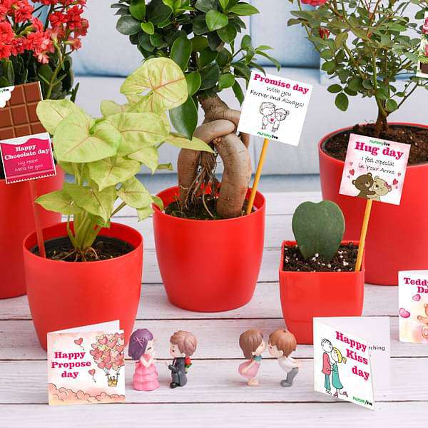 Valentine Week Gift Combo - Image 2