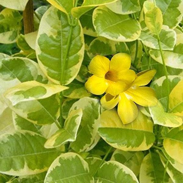 Variegated Allamanda, Allamanda cathartica (Yellow) - Plant