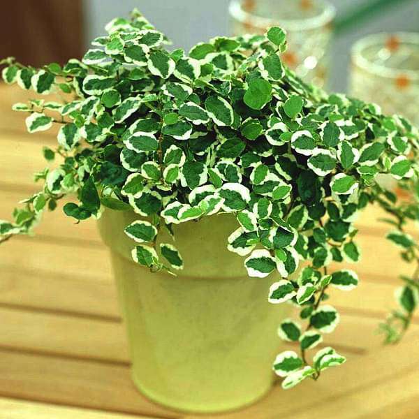 Variegated Creeping fig, Ficus pumila - Plant