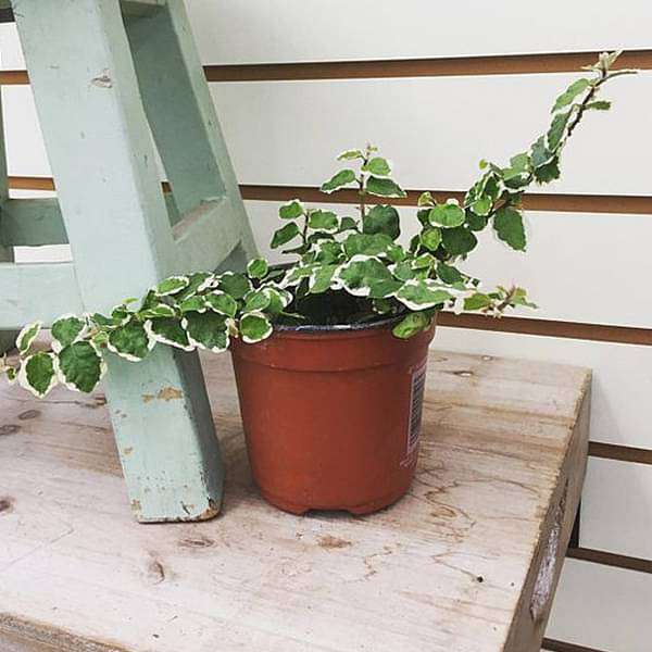 Variegated Creeping fig, Ficus pumila - Plant - Image 2