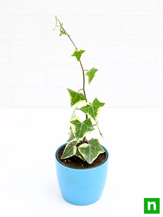 Variegated English Ivy - Plant - Image 4