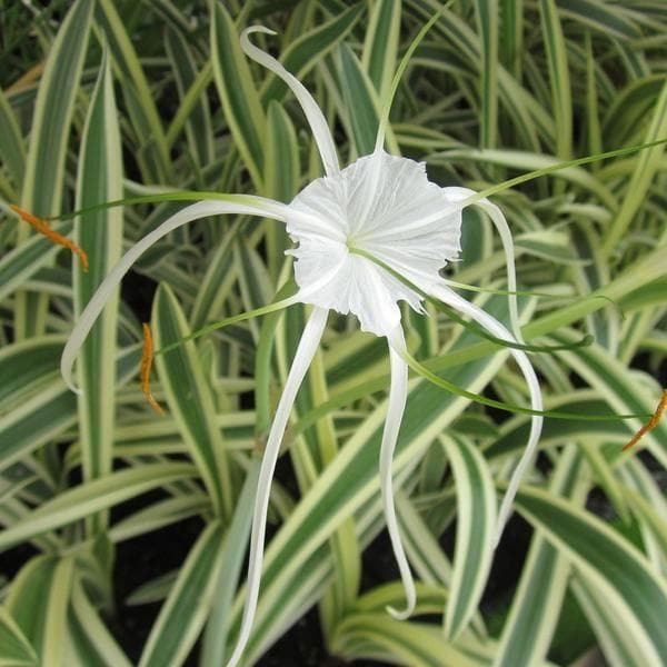 Variegated Spider Lily - Plant