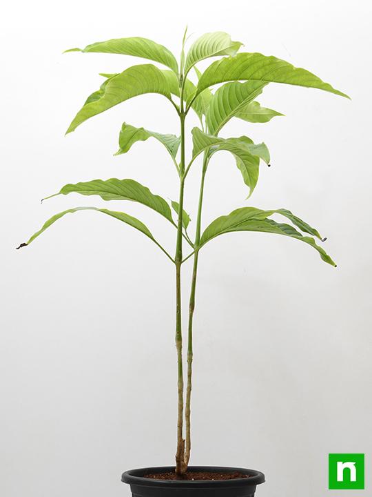Vasaka, Adusa, Justicia Adhatoda - Plant - Image 2