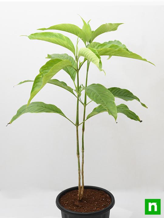 Vasaka, Adusa, Justicia Adhatoda - Plant - Image 3