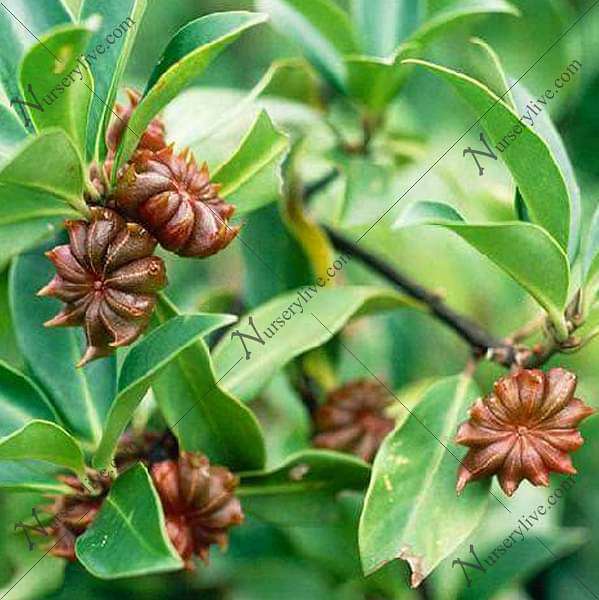 Velaiti Saunf, Star Anise - Plant