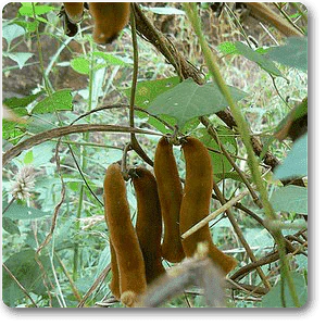 Velvet Bean - Plant