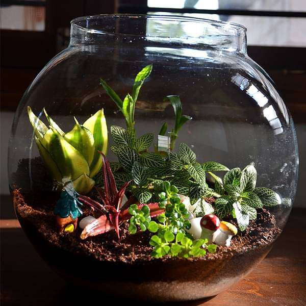 Versatile round terrarium (10in Ht)