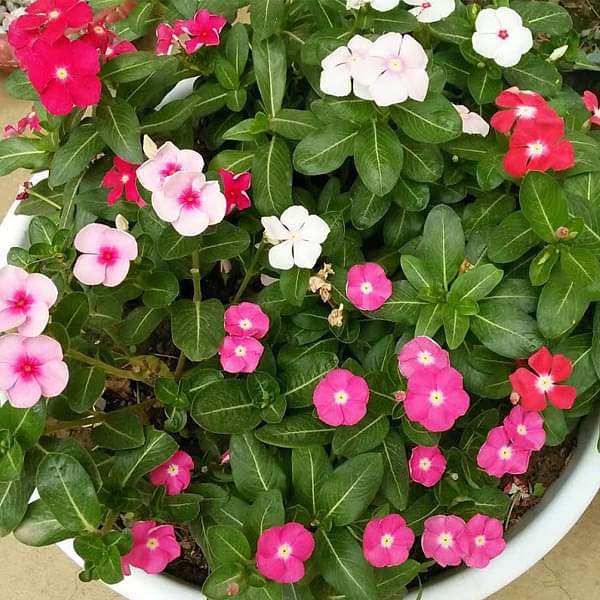 Vinca, Catharanthus roseus (Any Color) - Plant - Image 2