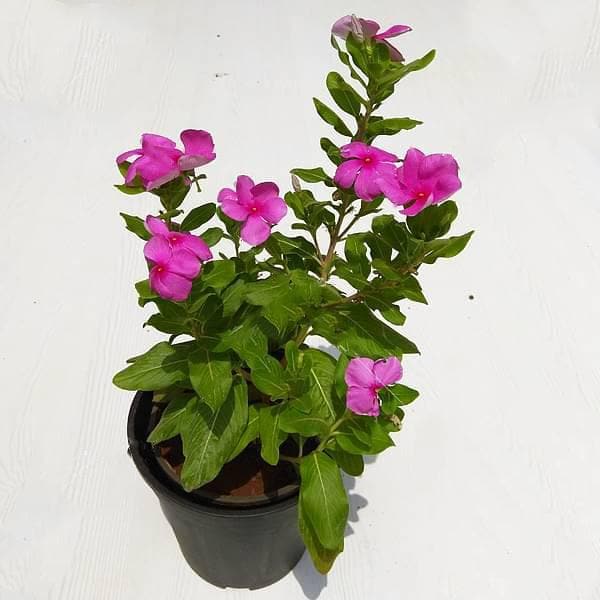 Vinca, Catharanthus roseus (Any Color) - Plant - Image 3