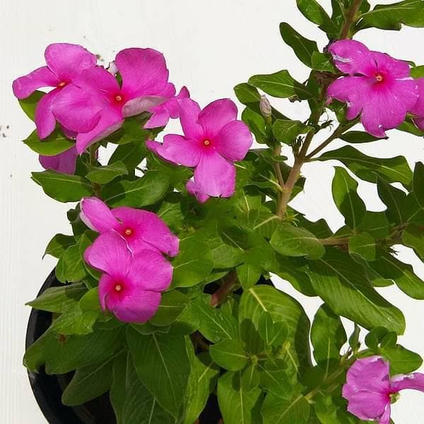 Vinca, Catharanthus roseus (Any Color) - Plant - Image 4