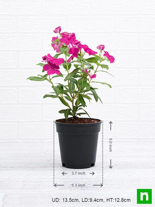 Vinca, Catharanthus roseus (Pink) - Plant - Image 3