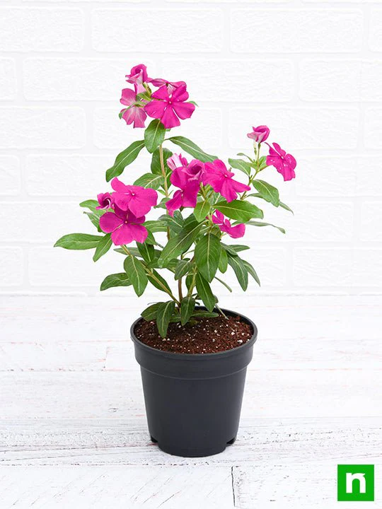 Vinca, Catharanthus roseus (Pink) - Plant - Image 4