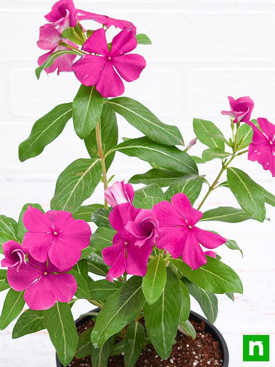 Vinca, Catharanthus roseus (Pink) - Plant - Image 5