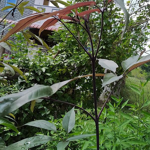 Vitex Negundo, Nirgundi Seeds - 0.5 kg Seeds - Image 3