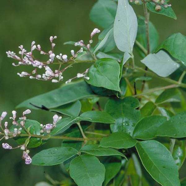 Vitex trifolia, Nirgundi - Plant