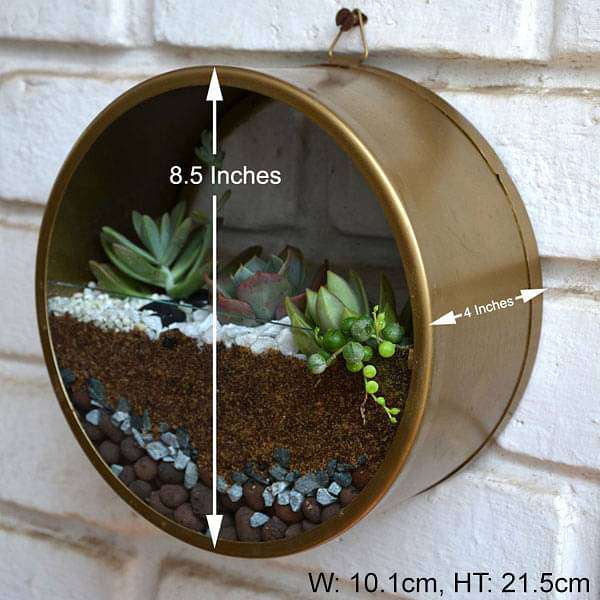Wall mounting round terrarium (8.5in Ht) - Image 2