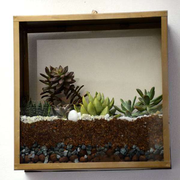 Wall mounting square terrarium (10in Ht)