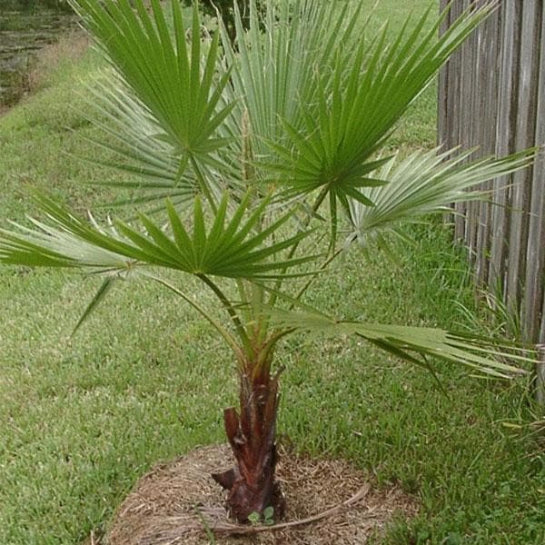Desert Fan Palm, Washingtonia - Plant