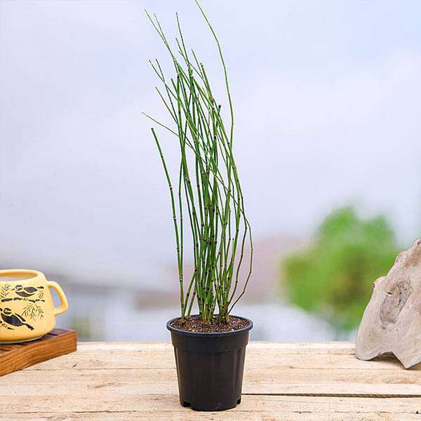 Water Bamboo, Equisetum - Plant