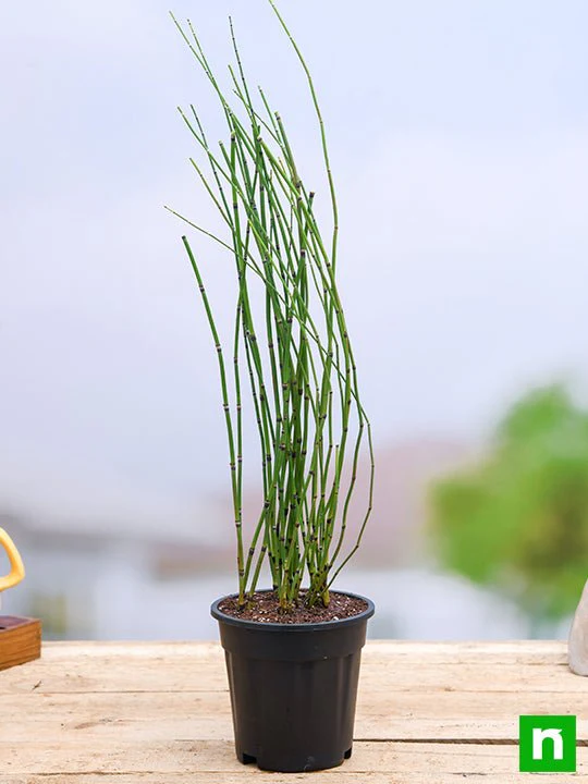 Water Bamboo, Equisetum - Plant - Image 2