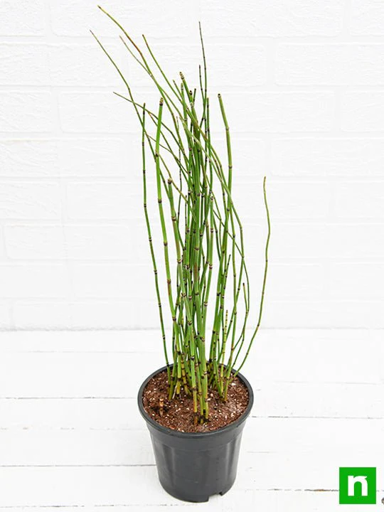 Water Bamboo, Equisetum - Plant - Image 3