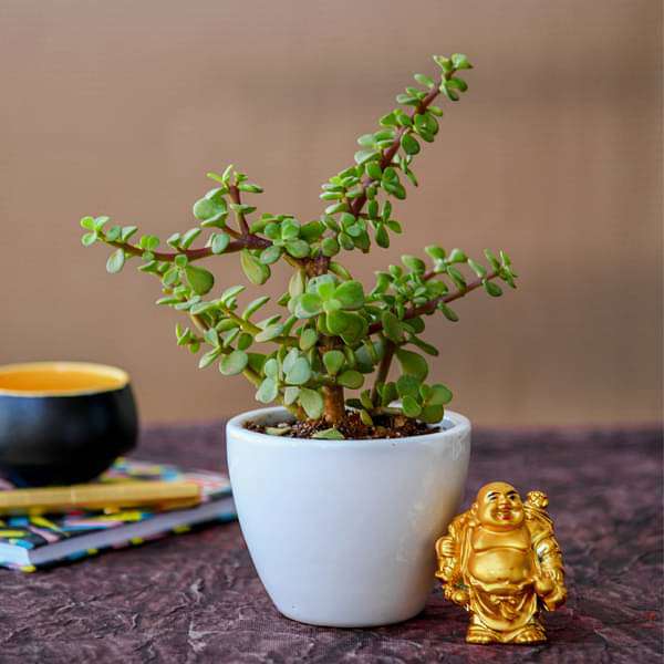 Wealth Boomer Jade Plant with Laughing Buddha - Image 2
