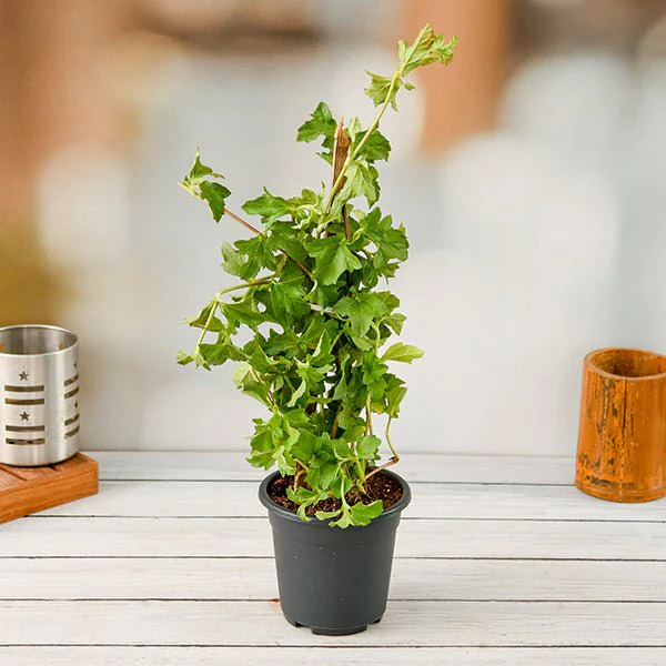 Wedelia, Sphagneticola Trilobata - Plant