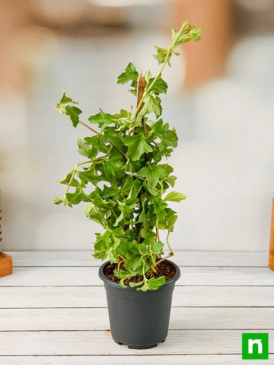 Wedelia, Sphagneticola Trilobata - Plant - Image 2