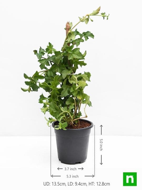 Wedelia, Sphagneticola Trilobata - Plant - Image 3
