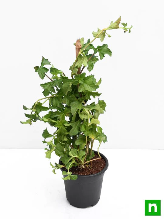 Wedelia, Sphagneticola Trilobata - Plant - Image 4
