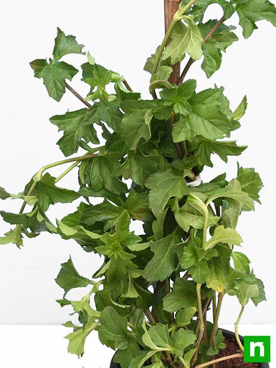 Wedelia, Sphagneticola Trilobata - Plant - Image 5