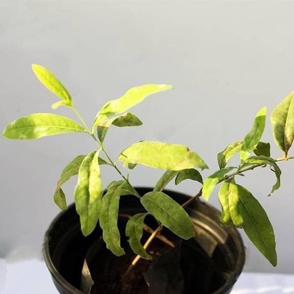 White Sandalwood Tree, Chandan Tree - Plant - Image 2