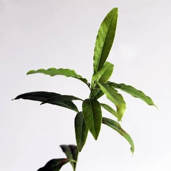 White Sandalwood Tree, Chandan Tree - Plant - Image 3