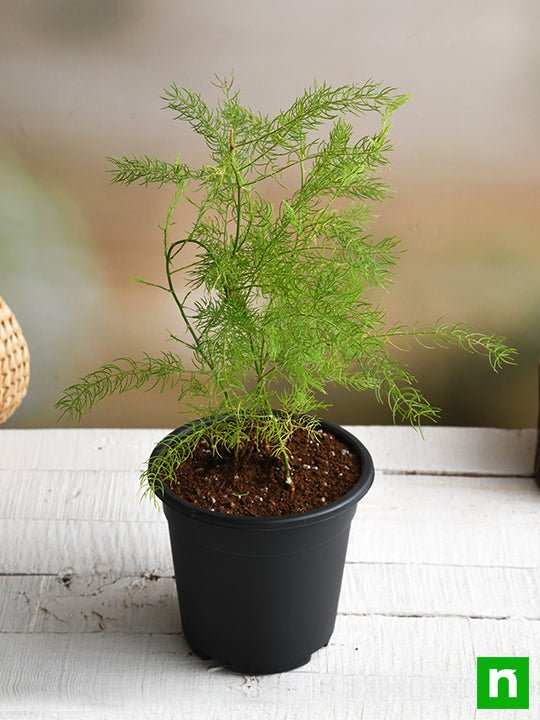 Wild Asparagus, Shatavari - Plant - Image 2