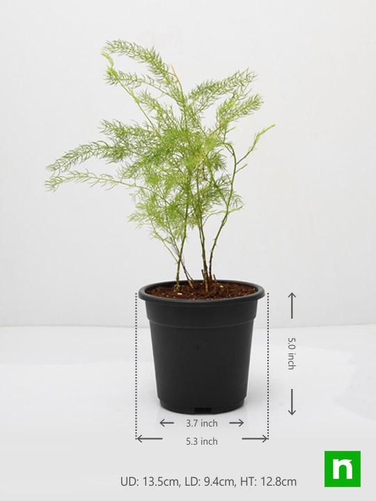 Wild Asparagus, Shatavari - Plant - Image 3