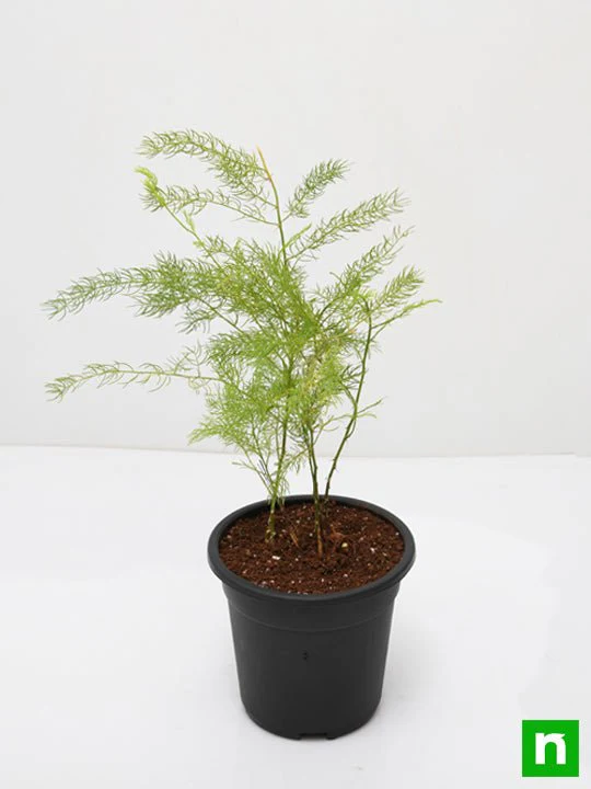 Wild Asparagus, Shatavari - Plant - Image 4