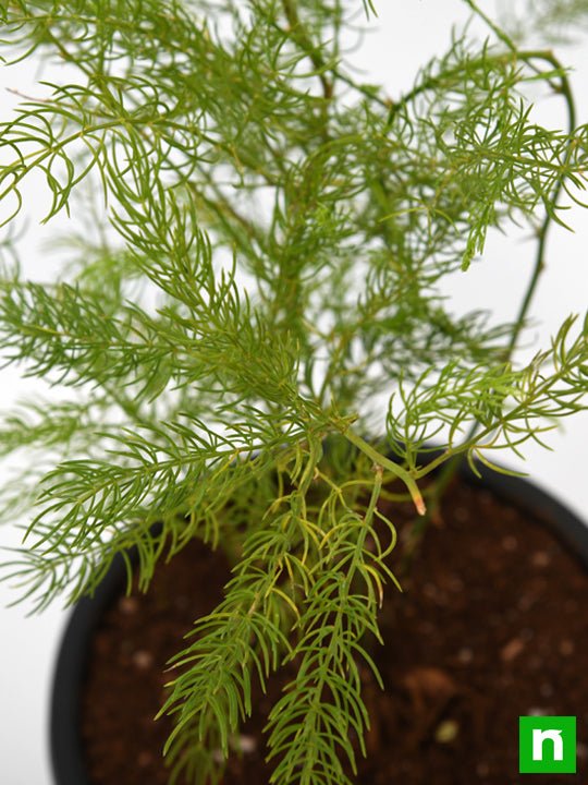Wild Asparagus, Shatavari - Plant - Image 5